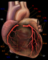 Human heart with coronary arteries