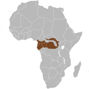 خريطة أفريقيا موضح عليها نطاق انتشار فيل الغابات الأفريقي (باللون البني) والذي يغطي جزء من غرب وسط القارة الأفريقية.