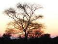 A lone birch at sunset in the New Forest