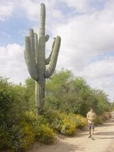 Saguaro towering over a 1.8 m (6 ft) man