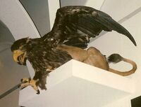 Rogue taxidermy griffin, Zoological Museum, Copenhagen