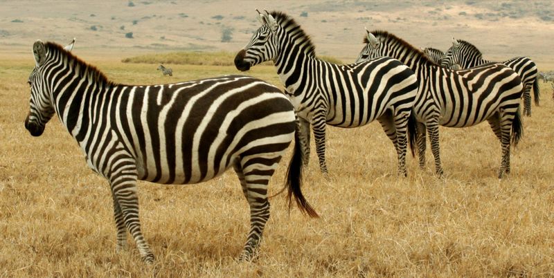 ملف:Tanzanian Animals.jpg