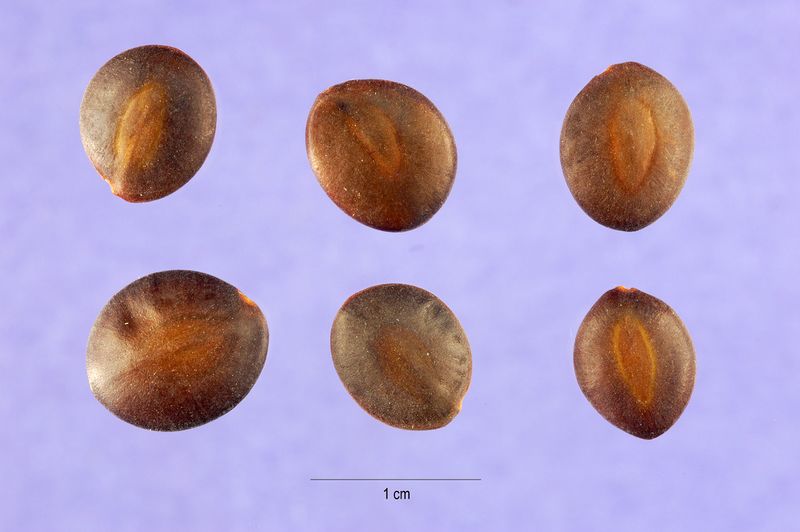 ملف:Acacia greggii seeds.jpg