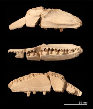 Ajnabia odysseus maxilla by Nick Longrich.jpg