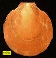 The pectenid bivalve Ammusium cristatum from the Pliocene of Cyprus.