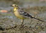 Citrine wagtail I IMG 8326.jpg