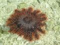 The crown of thorns starfish eats coral.
