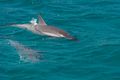 Spinner dolphins in Dolphin Bay