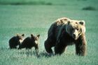 Grizzly Bear Family in Glacier National Park.jpg