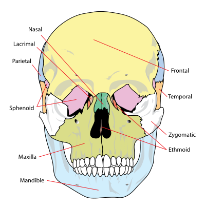 ملف:Human skull front simplified (bones).svg