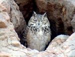 Pharaoh eagle owl l.jpg