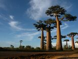 Giant baobabs clustered against the sky