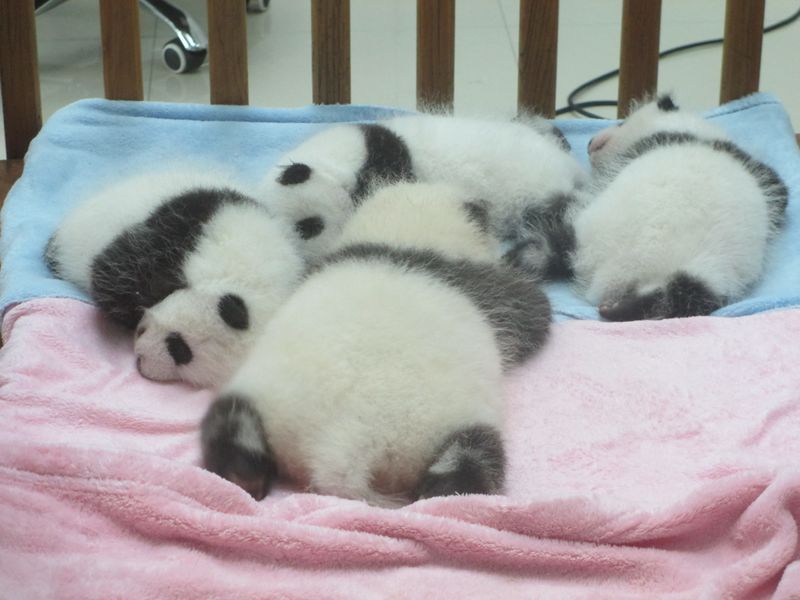 ملف:Baby Pandas.JPG
