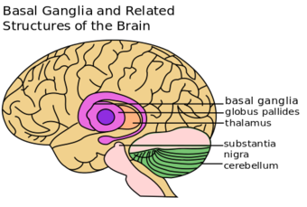 Basal Ganglia and Related Structures.svg