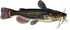 Black bullhead fish (white background).jpg