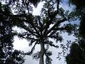 Ceiba, Guatemala