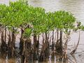 A cluster of mangroves on the banks of the Vellikeel River in Kannur