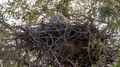 Short-toed snake eagle in its nest, Rollapadu wildlife sanctuary، أندرا پرادش، الهند