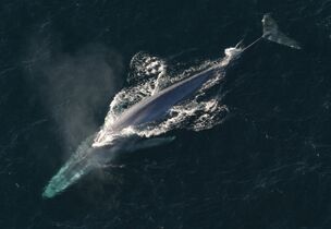 Endangered blue whale, largest animal ever[39]