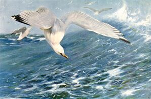 European herring gull attack herring schools from above