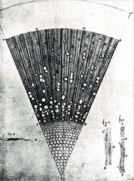 ملف:Leeuwenhoek Eschenholz.jpg