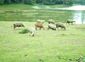 Nilgiri sheep's grazing in ooty lake side.jpg