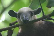 آكل النمل Tamandua mexicana في كوركوڤادو، المنتزه الوطني، كوستا ريكا