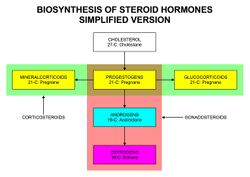 Biosinthesis of steroid hormones (simplified version).jpg