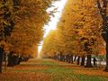 In autumn, deciduous trees cannot produce chlorophyll and their leaves turn yellow, orange or red before falling.