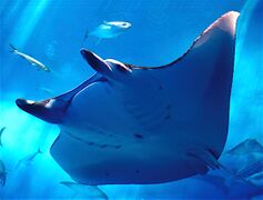 The manta ray, largest ray in the world, has been targeted by fisheries and is now vulnerable.[14]