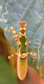 Creobroter gemmatus, Jeweled Flower Mantis