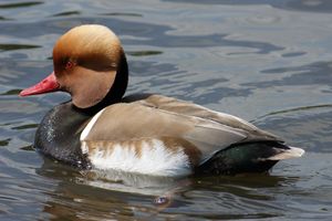 Netta rufina -Bushy Park, London, England -swimming-8.jpg