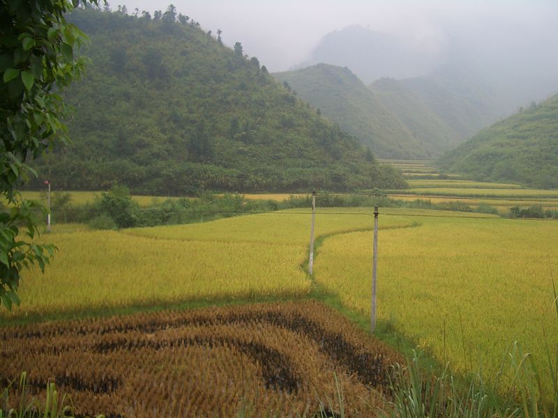 ملف:Tongshan-County-rice-fields-9883.jpg