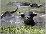 Water buffalo.jpg