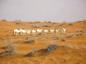 مجموعة من الإبل في صحراء النفوذ.jpg