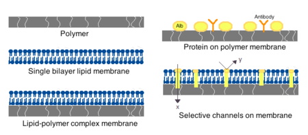 Different types of artificial cell membranes.