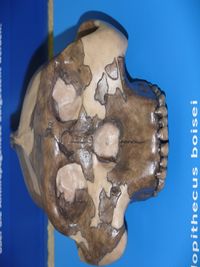 Australopithecus boisei P1060081.jpg