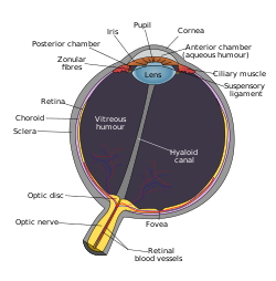 Schematic diagram of the human eye en.svg
