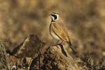 Temminck's Lark - Boumelne Marocco 07 2990 (16327387013).jpg