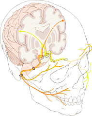 Cranial nerve VII.svg