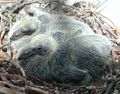 Nestlings, about ten days