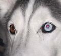 كلب ذي عيون شاذَّة مع تأثير العين الحمراء في عينه الزَّرقاء