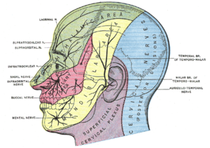 Drawing of the head, with areas served by specific nerves color-coded