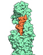 Space-filling model of an orange molecule bound to a larger green molecule