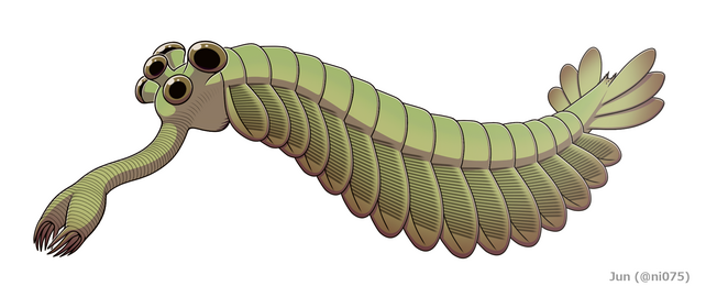 Opabinia, an extinct stem group arthropod appeared in the Middle Cambrian[17]:124–136