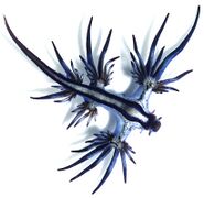 Blue ocean slug