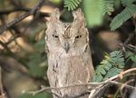 Pallid Scops Owl-cut.jpg