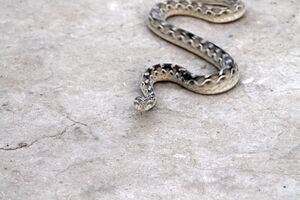 Poisonous snake in Tharparkar