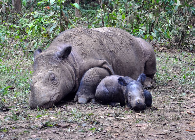 ملف:Sumatran rhinoceros resting.jpg