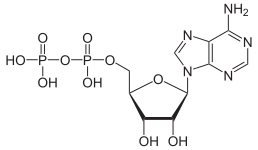 Adenosindiphosphat protoniert.svg